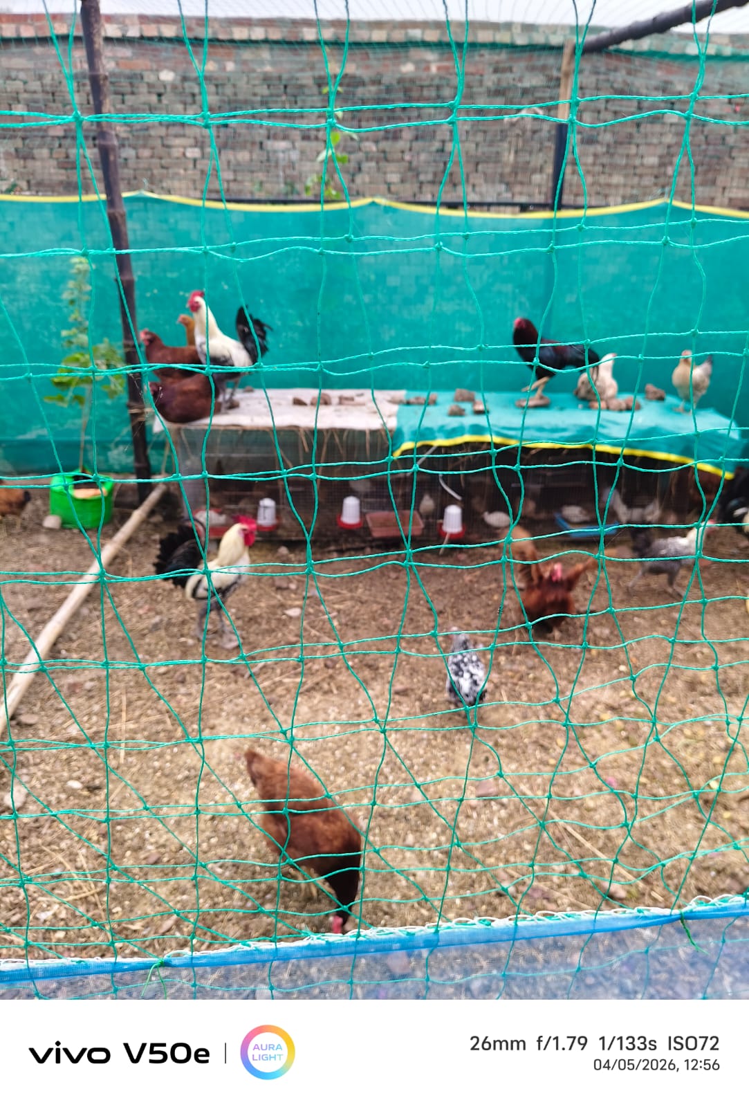 Life on the Farm