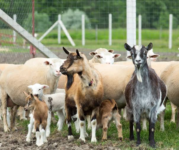 Goat Rearing